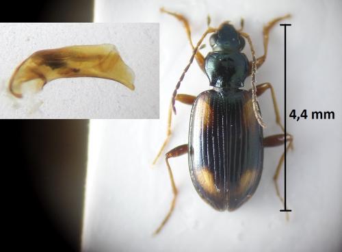 Bembidion bualei